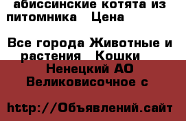 абиссинские котята из питомника › Цена ­ 15 000 - Все города Животные и растения » Кошки   . Ненецкий АО,Великовисочное с.